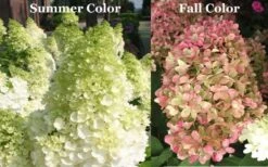 Limelight PeeGee Hydrangea - Single Trunk Topiary Tree - 5 Gallon Pot 11 Limelight PeeGee Hydrangea - Single Trunk Topiary Tree - 5 Gallon Pot -Wilson Bros Gardens Picture Hydrangea Limelight 3 1