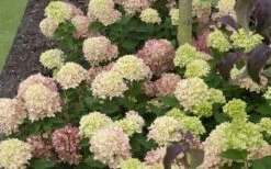 Little Lime Hydrangea - 1 Gallon Pot -Wilson Bros Gardens Picture Hydrangea Little Lime 2