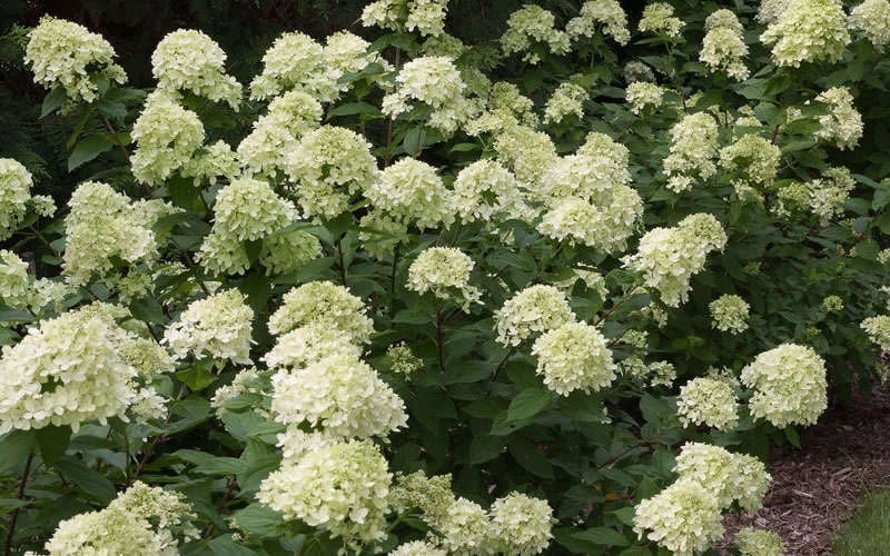 Little Lime Hydrangea - 3 Pack Of Quart Pots 7 Little Lime Hydrangea - 3 Pack Of Quart Pots - Image 5