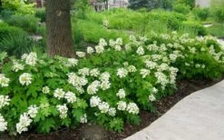 Pee Wee Dwarf Oakleaf Hydrangea - 3 Gallon Pot -Wilson Bros Gardens Picture Hydrangea Oakleaf Pee Wee Border
