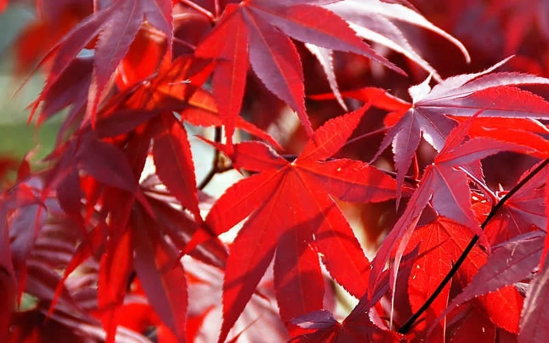 Fireglow Red Leaf Japanese Maple - 1 Gallon Pot 9 Fireglow Red Leaf Japanese Maple - 1 Gallon Pot - Image 7