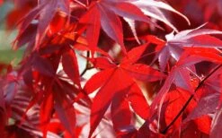 Fireglow Red Leaf Japanese Maple - 5 Gallon Pot (4.5-5.5') 16 Fireglow Red Leaf Japanese Maple - 5 Gallon Pot (4.5-5.5') -Wilson Bros Gardens Picture Japanese Maple Fireglow 2
