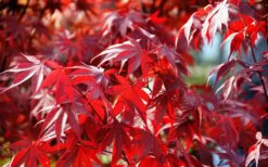Fireglow Red Leaf Japanese Maple - 5 Gallon Pot (4.5-5.5') 17 Fireglow Red Leaf Japanese Maple - 5 Gallon Pot (4.5-5.5') -Wilson Bros Gardens Picture Japanese Maple Fireglow 3
