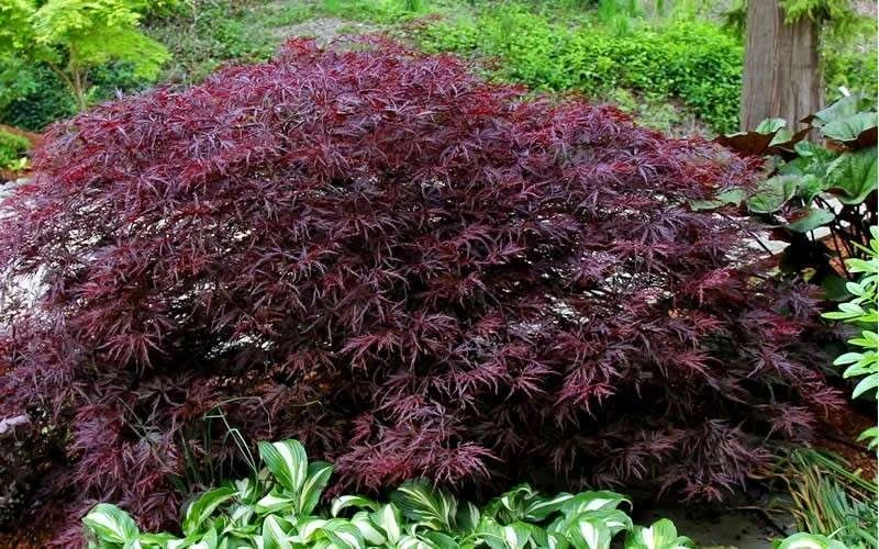 Red Dragon Dwarf Japanese Maple - 1 Gallon Pot 10 Red Dragon Dwarf Japanese Maple - 1 Gallon Pot - Image 8