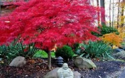 Red Dragon Dwarf Japanese Maple - 1 Gallon Pot 14 Red Dragon Dwarf Japanese Maple - 1 Gallon Pot -Wilson Bros Gardens Picture Japanese Maple Red Dragon 4 1