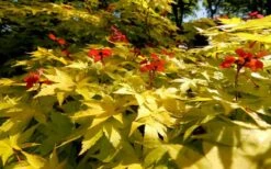 Summer Gold Japanese Maple - 1 Gallon Pot -Wilson Bros Gardens Picture Japanese Maple Summer Gold 8