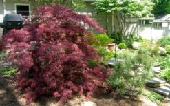 Tamukeyama Dwarf Red Japanese Maple - 1 Gallon Pot - High Grafted Tree Form 15 Tamukeyama Dwarf Red Japanese Maple - 1 Gallon Pot - High Grafted Tree Form -Wilson Bros Gardens Picture Japanese Maple Tamukeyama 3 1
