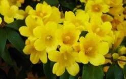 Butterscotch Yellow Jasmine (Jessamine) Gelsemium Sempervirens - 3 Gallon Pot -Wilson Bros Gardens Picture Jasmine Butterscotch 2