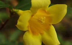 Butterscotch Yellow Jasmine (Jessamine) Gelsemium Sempervirens - 3 Gallon Pot -Wilson Bros Gardens Picture Jasmine Butterscotch 4