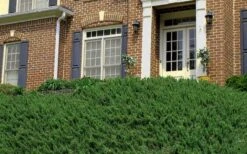 Blue Pacific Juniper - 6-Pack Of 1 Gallon Pots -Wilson Bros Gardens Picture Juniper Blue Pacific Hill