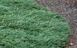 Blue Rug Juniper - 6-Pack Of 1 Gallon Pots 15 Blue Rug Juniper - 6-Pack Of 1 Gallon Pots -Wilson Bros Gardens Picture Juniper Blue Rug 3