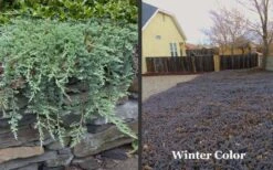 Blue Rug Juniper - 6-Pack Of 1 Gallon Pots 13 Blue Rug Juniper - 6-Pack Of 1 Gallon Pots -Wilson Bros Gardens Picture Juniper Blue Rug Winter Color