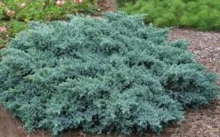 Blue Star Juniper - 1 Gallon Pot 10 Blue Star Juniper - 1 Gallon Pot -Wilson Bros Gardens Picture Juniper Blue Star 2