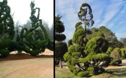 Kaizuka Twisted Juniper - 3 Gallon Pot -Wilson Bros Gardens Picture Juniper Hollywood Topiary Extreme