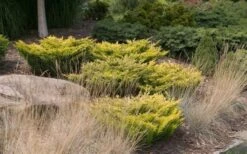 Limeglow Golden Andorra Compact Juniper - 3 Gallon Pot -Wilson Bros Gardens Picture JuniperLimeglow