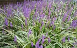 Variegated Liriope - Monkey Grass / Lilyturf - 10 Pack Of Pint Pots -Wilson Bros Gardens Picture Liriope Variegated 1