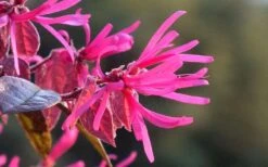 Purple Pixie Loropetalum - 3 Gallon Pot -Wilson Bros Gardens Picture Loropetalum Purple Pixie Flower