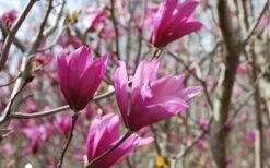 Ann Magnolia Tulip Tree - 2 Gallon Pot -Wilson Bros Gardens Picture Magnolia Ann 1 2
