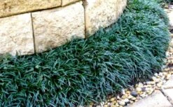 Dwarf Mondo Grass - 32 Pack Of 2.5" Pots -Wilson Bros Gardens Picture Mondo Grass Dwarf 4 2