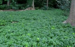 Pachysandra - Japanese Spurge - 18 Count Flat Of Pint Pots -Wilson Bros Gardens Picture Pachysandra 3