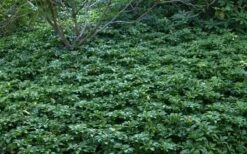 Pachysandra - Japanese Spurge - 18 Count Flat Of Pint Pots -Wilson Bros Gardens Picture Pachysandra 4