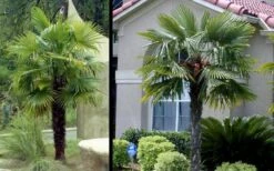 Windmill Cold Hardy Palm Tree - 2 Gallon Pot -Wilson Bros Gardens Picture Palm Windmill 3 1