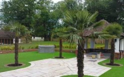 Windmill Cold Hardy Palm Tree - 7 Gallon Pot (2-3') -Wilson Bros Gardens Picture Palm Windmill 4