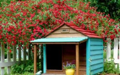 Red Cascade Miniature Climbing Rose - 2.5 Quart Pot -Wilson Bros Gardens Picture Rose Red Cascade 1