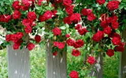 Red Cascade Miniature Climbing Rose - 2.5 Quart Pot -Wilson Bros Gardens Picture Rose Red Cascade 11
