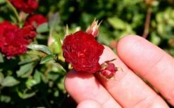 Red Cascade Miniature Climbing Rose - 2.5 Quart Pot -Wilson Bros Gardens Picture Rose Red Cascade 5