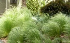 Pony Tails Mexican Feather Grass (Stipa Tennuissima) - 3 Pack Of Quart Pots 14 Pony Tails Mexican Feather Grass (Stipa Tennuissima) - 3 Pack Of Quart Pots -Wilson Bros Gardens Picture Stipa Tenuissima 7