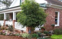 Fragrant White Tea Olive - 7 Gallon Pot (3-4') -Wilson Bros Gardens Picture Tea Olive Tree