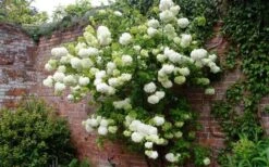 Chinese Snowball Viburnum Bush - 6 Pack Of 1 Gallon Pots -Wilson Bros Gardens Picture Viburnum Chinese Snowball Espalier 3