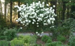 Chinese Snowball Viburnum Bush - 6 Pack Of 1 Gallon Pots -Wilson Bros Gardens Picture Viburnum Chinese Snowball Tree 1 3