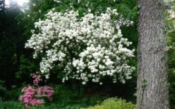 Chinese Snowball Viburnum Bush - 7 Gallon Pot (2-3') -Wilson Bros Gardens Picture Viburnum Chinese Snowball Tree 2 1