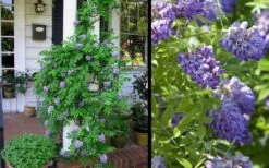 Amethyst Falls Wisteria Vine - 3 Gallon Pot 16 Amethyst Falls Wisteria Vine - 3 Gallon Pot -Wilson Bros Gardens Picture Wisteria Amethyst Falls 2 1