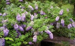 Amethyst Falls Wisteria Vine - 2 Gallon Pot -Wilson Bros Gardens Picture Wisteria Amethyst Falls 5