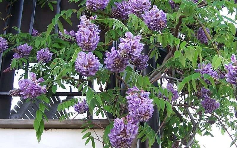 Amethyst Falls Wisteria Vine - 3 Gallon Pot 11 Amethyst Falls Wisteria Vine - 3 Gallon Pot - Image 9