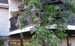 Amethyst Falls Wisteria Vine - 3 Gallon Pot 18 Amethyst Falls Wisteria Vine - 3 Gallon Pot -Wilson Bros Gardens Picture Wisteria Amethyst Falls Vine 2