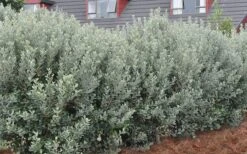 Pineapple Guava -Feijoa Sellowiana - 7 Gallon Pot -Wilson Bros Gardens Pineapple Guava Hedge