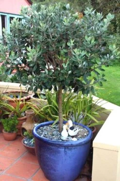 Pineapple Guava -Feijoa Sellowiana - 7 Gallon Pot -Wilson Bros Gardens Pineapple Guava In Pot 500x750 1