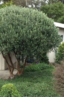 Pineapple Guava -Feijoa Sellowiana - 7 Gallon Pot -Wilson Bros Gardens Pineapple Guava Tree 21