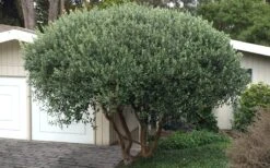 Pineapple Guava -Feijoa Sellowiana - 7 Gallon Pot -Wilson Bros Gardens Pineapple Guava Tree 22