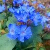 Hardy Blue Plumbago (Ceratostigma Plumbaginoides) - 10 Pack Of Quart Pots -Wilson Bros Gardens Plumbago Hardy Blue 20 1