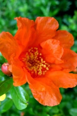 Russian 26 Cold Hardy Pomegranate - 3 Gallon Pot -Wilson Bros Gardens Pomegranate Russian 26 11 1