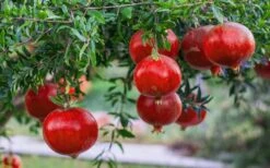 Russian Cold Hardy Pomegranate - 3 Gallon Pot -Wilson Bros Gardens Pomegranate Russian 26 12 2