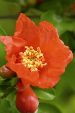 Austin Pomegranate - 3 Gallon Pot -Wilson Bros Gardens Pomegranate Salavatski 3