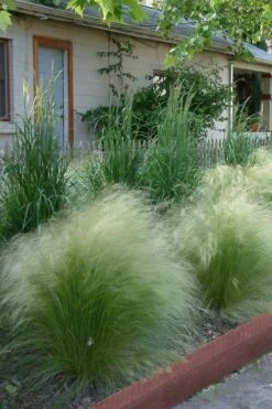 Pony Tails Mexican Feather Grass (Stipa Tennuissima) - 3 Pack Of Quart Pots 19 Pony Tails Mexican Feather Grass (Stipa Tennuissima) - 3 Pack Of Quart Pots -Wilson Bros Gardens Ponytails Grass Mexican Feather Rev 500x750 1