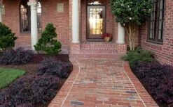 Purple Pixie Loropetalum - 3 Gallon Pot -Wilson Bros Gardens Purple Pixie Loropetalum Border