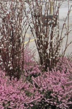 White Flowering Pussy Willow - Salix Caprea - 2 Gallon Pot 13 White Flowering Pussy Willow - Salix Caprea - 2 Gallon Pot -Wilson Bros Gardens Pussy Willow White 14